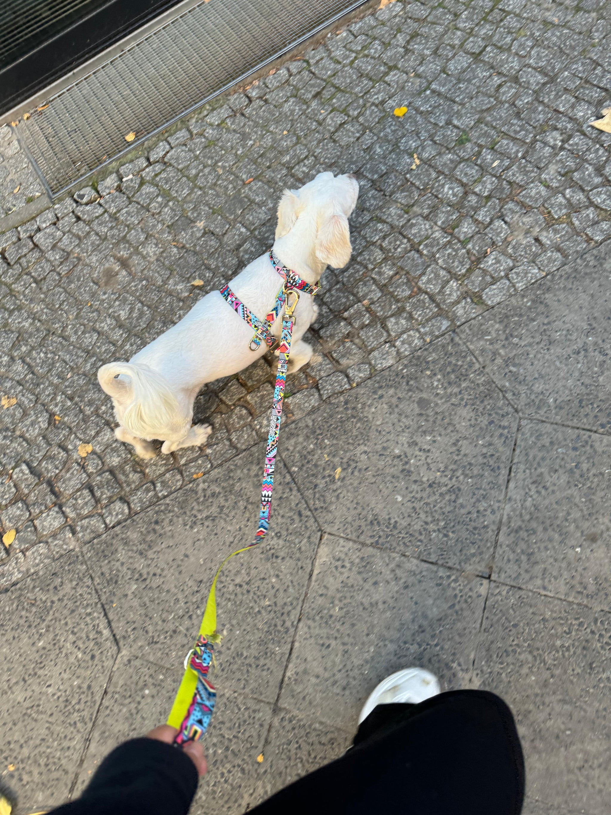 Hundegeschirr Ethnic-Vibrance