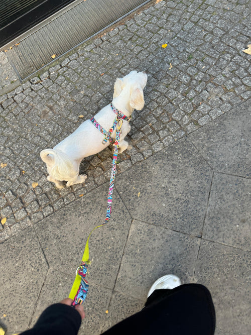 Hundegeschirr Ethnic-Vibrance
